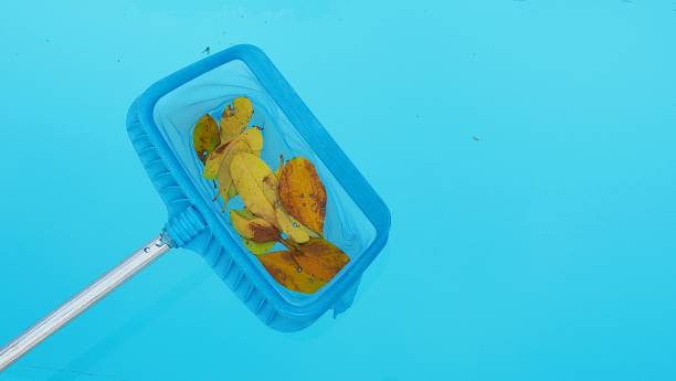 istock Cleaning swimming pool with blue skimmer 1297375823