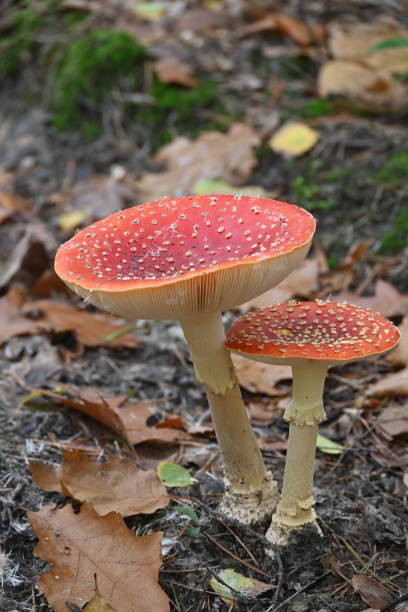 istock Mushrooms in the forrest in autumn 1297376012