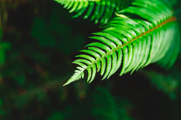 istock Green Fern Leaf background. Forest in Summer 1297376145