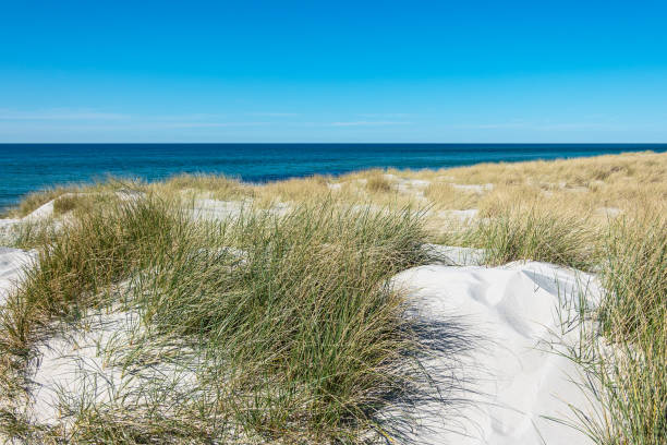 istock Landscape with dune on the Baltic Sea coast in Germany 1297376451