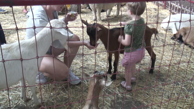 (HD1080i) Young Child Loving Animals / Petting Zoo