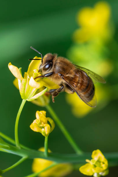 Image of bee or honeybee on flower collects nectar. Golden honeybee on flower pollen with space blur background for text. Insect. Animal. stock photo