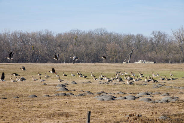 wild geese in a field in winter