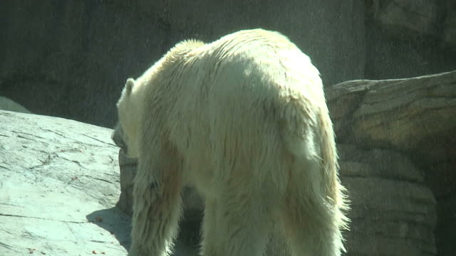 (HD1080i) Wet Polar Bear Shakes Dry