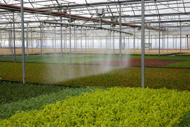istock spring flowers in the glass house 1297379233