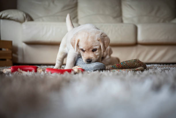Puppies playing at home