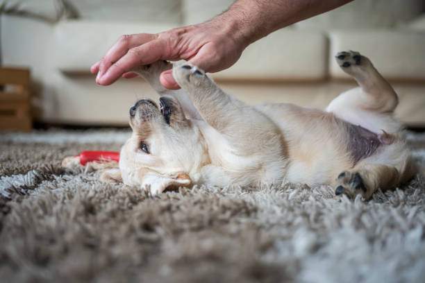istock Puppies playing at home 1297380054