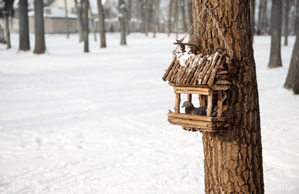 taube. taube in einem hölzernen vogelhaus auf einem baum in einem winter schneebedeckten park. tierpflegekonzept - birdhouse animal nest house residential structure stock-fotos und bilder