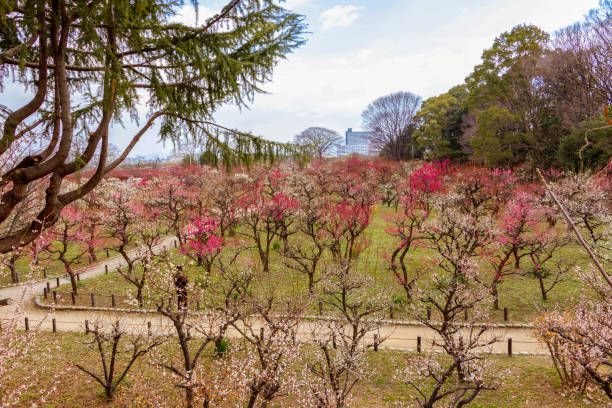 istock Ume blossoms in full bloom 1297380956