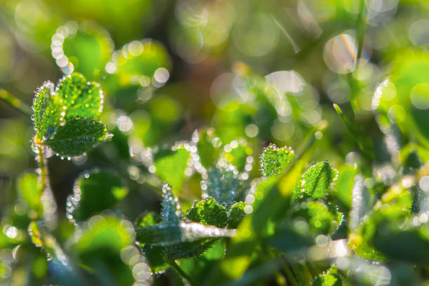 Clover in the morning dew drops.The natural background. Beautiful green grass on the background of the sun.Macro of dew drops on a blurred background with bokeh.Selective focus, full frame, copy space