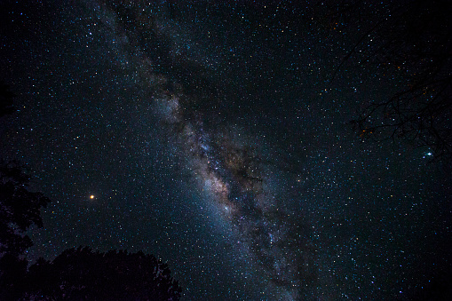 The impressive milky way and some trees in the Masai Mara national park. Kenya