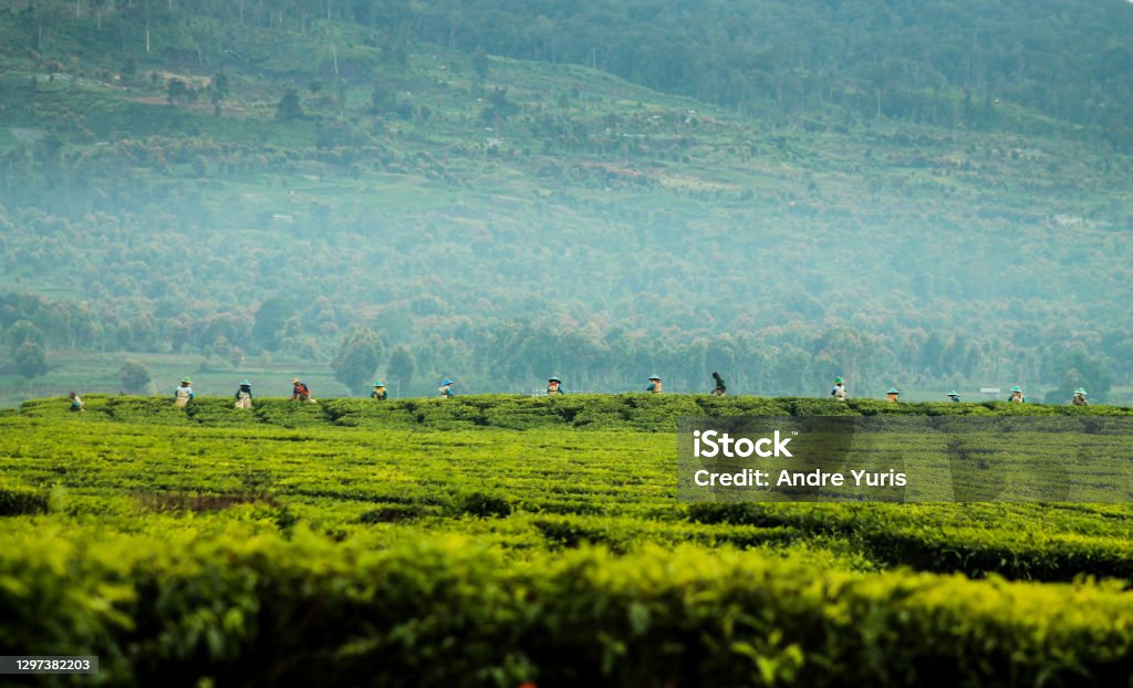 Tea pickers at Kayu Aro, Mount Kerinci Looking for a tranquil spot to clear your mind and refresh your body amidst fresh mountain air, cool breeze and natural surroundings? Kayu Aro may be the ideal spot. Stroll through the vast expanses of tea, or even help the workers pick the shoots that are ready to be processed. The factories that were built during the creation of the plantation have not changed much since 1925, nor has much of the entire management process. Observe the entire procedure followed in the production of the tea. Agricultural Field Stock Photo