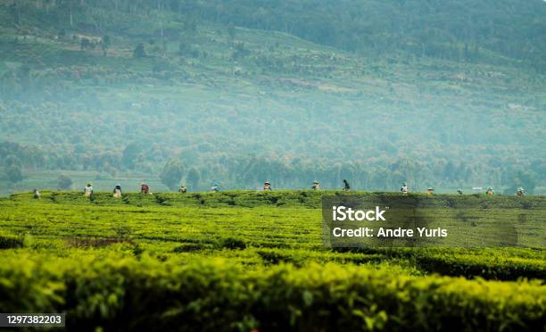 Tea Pickers At Kayu Aro Mount Kerinci Stock Photo - Download Image Now - Agricultural Field, Agriculture, Beauty