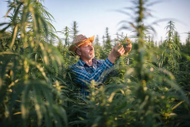 Front view of senior farmer inspecting cannabis plants in agriculture fields.