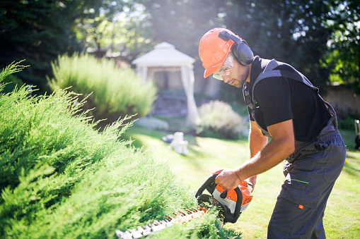 Professional gardener with protective equipment cutting hedge with electric saw in garden.
