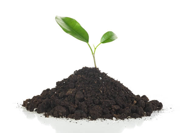 istock Green sprout growing out from soil isolated on a white background, front view. Small tree that grow on fertile soil. 1297382970
