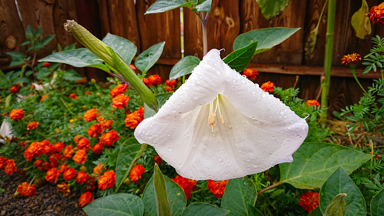 Large white flower in small drops of water