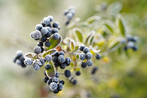 Ligustrum bush with berries covered with hoarfrost, green leaves and dark blue berries