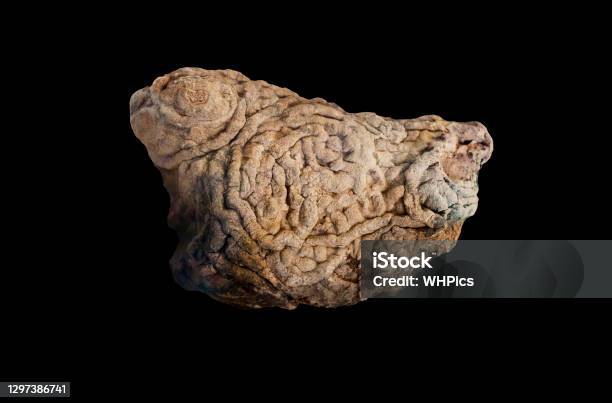 Daedalus Fossil Tracks Stock Photo - Download Image Now - Animal, Caceres, Color Image