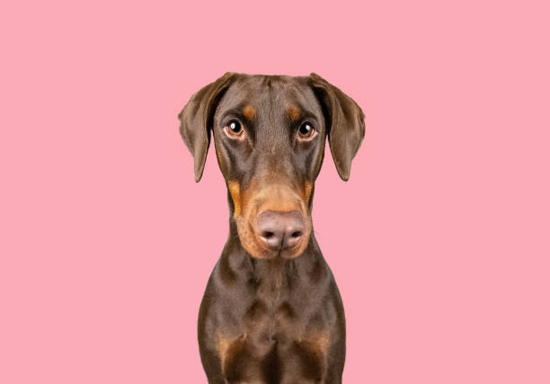 Doberman on pink background Doberman sitting infront of a plain pink background. Wide angle doberman stock pictures, royalty-free photos & images