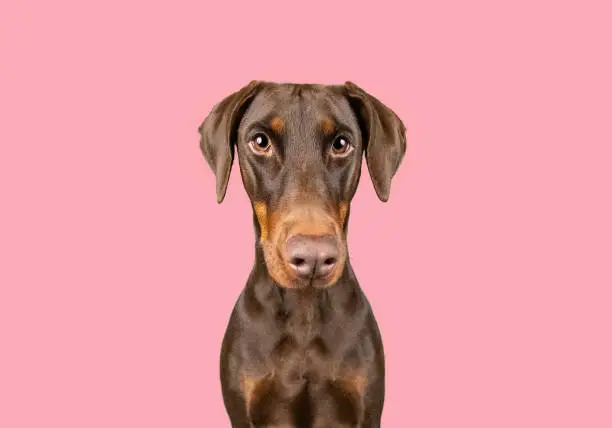 Doberman sitting infront of a plain pink background. Wide angle