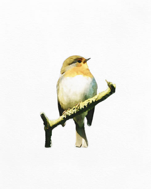 Water colour of a robin on a white background