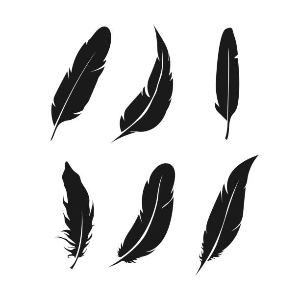 ilustrações de stock, clip art, desenhos animados e ícones de feathers icon set. bird feather vector collection. - feather