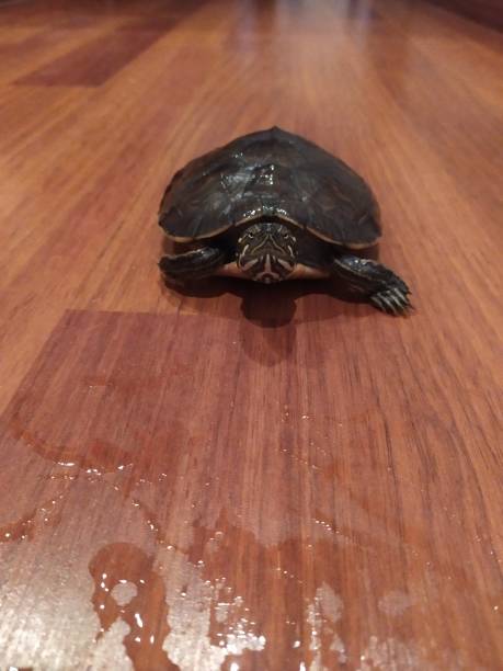 istock a turtle walking down the hall at home 1297388923