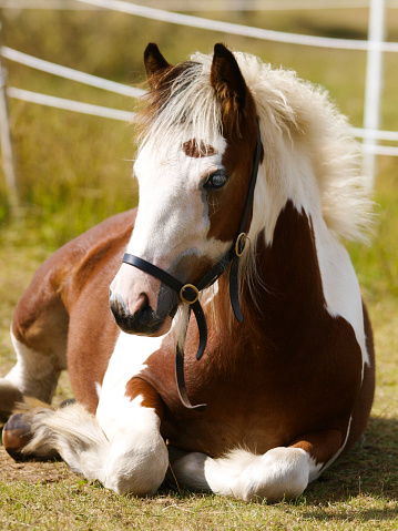 Wild horse, polish horse, konik polski or konik biłgorajski, Polish primitive horse in field