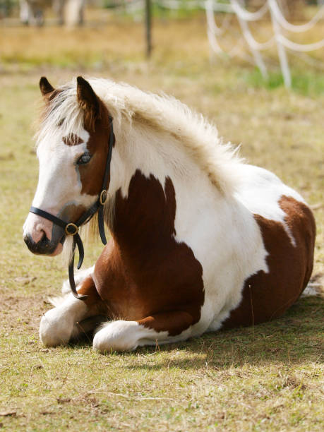 istock Pretty Skewbald Foal 1297390166