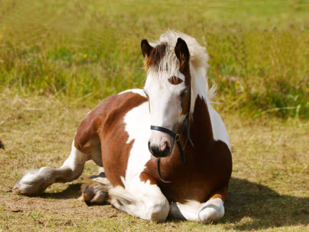 istock Pretty Skewbald Foal 1297390261