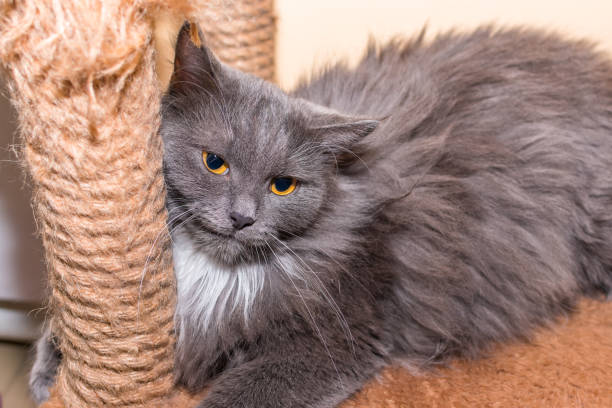 istock A gray cat with yellow eyes is resting in its place 1297391066