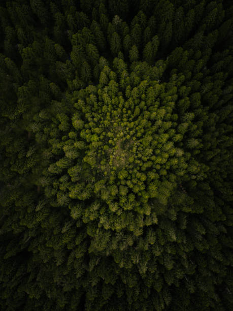 istock Aerial view of beautiful green forest 1297391668