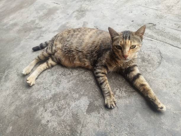 istock Pet Cat who is lazing 1297391682