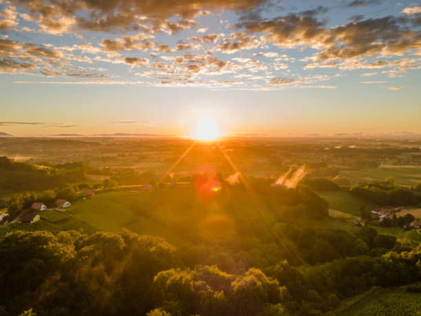 istock Beautiful vineyards at sunset 1297391708