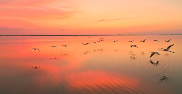 Flamingos flying above sea at dusk Flock of flamingos flying above sea water surface at dusk colony group of animals photos stock pictures, royalty-free photos & images