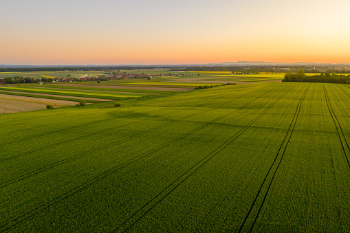 Aerial view of idyllic wheat field during dusk