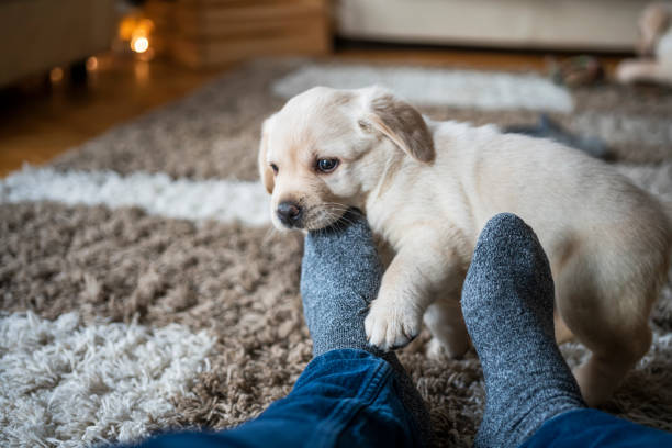 istock Puppies playing at home 1297392733