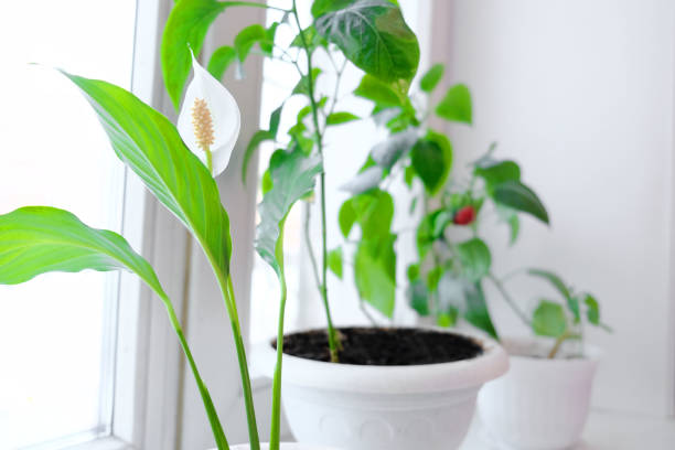 istock Spathiphyllum in pot. window sill 1297393949