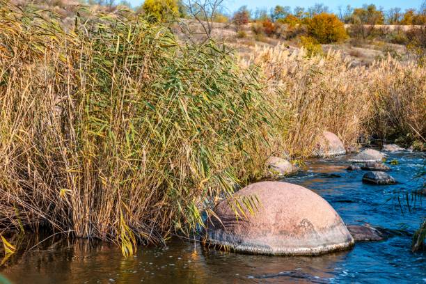 A fast, shallow, clean stream runs among smooth wet large stones surrounded by tall dry lumps that are swaying in the wind in picturesque Ukraine