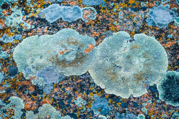 istock Multi-colored fungus texture on the stones 1297394121