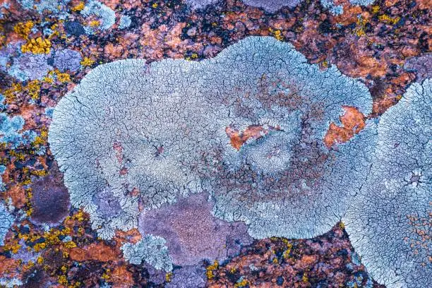 Photo of Multi-colored fungus texture on the stones