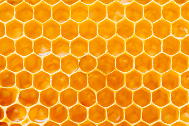 Background texture and pattern of a section of wax honeycomb from a bee hive filled with golden honey in a full frame view