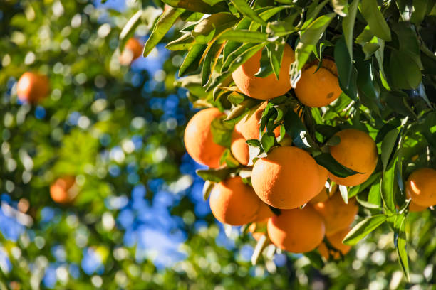 istock Fresh oranges grown in the blue sky 1297397511