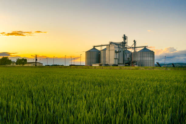 campo di grano al tramonto con silos di grano nel retro terra - silo foto e immagini stock