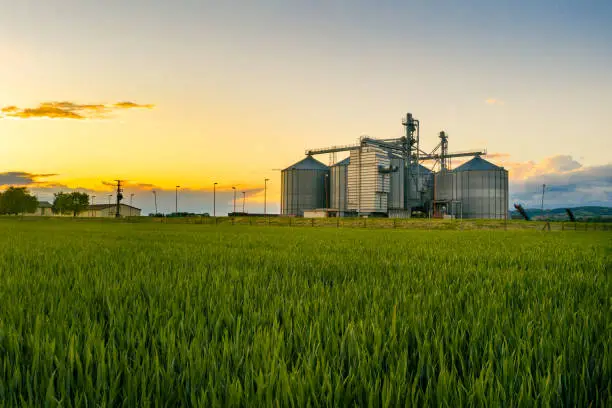 Photo of Field of wheat at sunset with grain silos in the back ground