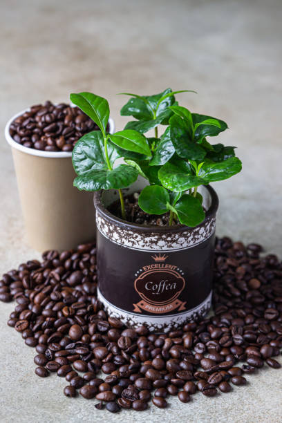 istock Takeaway coffee cup, coffee tree in a pot and roasted coffee beans, light concrete background. Coffee shop concept. 1297399868