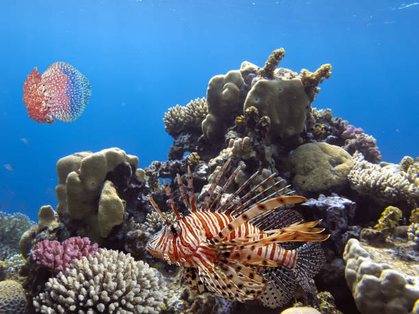 spotfin lionfish (pterois antennata) em um recife colorido - lionfish - fotografias e filmes do acervo