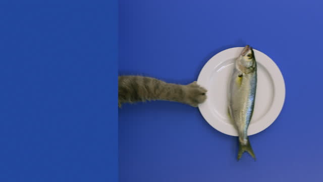 Very delicious fish. The hungry cat pulls on the white plate and eating a fish. British short hair cat