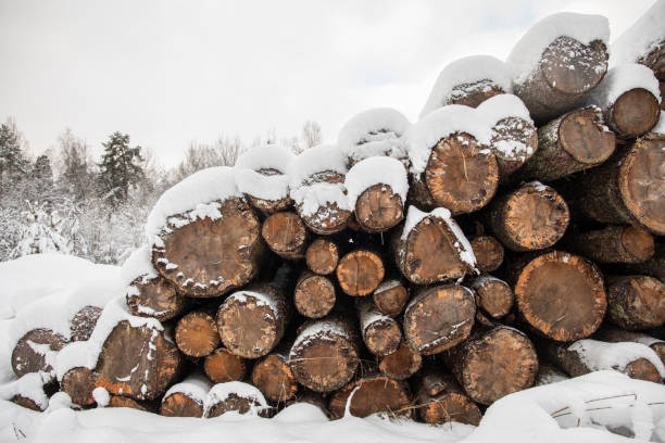 A large pile of stacked logs outdoors. The wood is piled outdoors in a snowy  winter landscape. With copy space room for text.